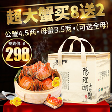 买8送2现货澄伯大闸蟹鲜活特大螃蟹公4.5可全母蟹3.5两共10只礼盒