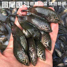 原生圆尾斗鱼圆尾国斗中国斗鱼国斗园尾斗鱼普叉观赏鱼冷水鱼好养