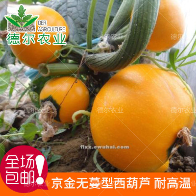 葫芦种子阳台哪个好