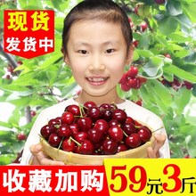 包邮 烟台大樱桃新鲜水果车厘子山东珍珠美早当季孕妇黑樱珠现摘3
