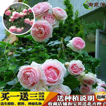 藤本月季玫瑰苗 花卉绿植盆栽 至尊龙沙 爬藤攀援 多花蔷薇花苗