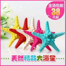 天然小霸王海星贝壳海螺拍摄道具婚庆家居摆件地台装饰墙贴地中海