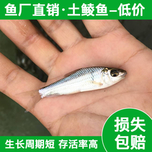 土鯪鱼苗宠物龙鱼放生饲料活体淡水养殖观赏鳄龟乌龟开口粮小鱼苗