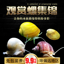 苹果斑马洋葱杀手黄金紫纹螺 神秘螺除藻螺 观赏螺 淡水宠物蜗牛