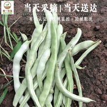 有机白不老豆角300g新鲜蔬菜架豆王架秋菜四季花白芸大嫩焖面