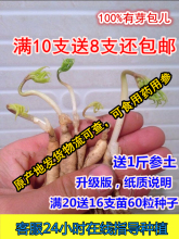 包邮 十只 长白山人参苗山参苗鲜人参种子送肥料土壤催芽野人参