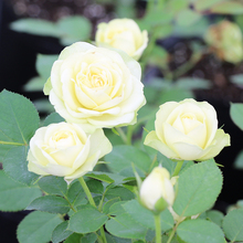 千花之花欧月奶油龙沙奶油伊甸园月季花苗勤花植物盆栽花卉