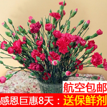 多头控塑跋驶ㄔ颇现狈⑴发20支家用水养花束昆明控誊盎地直供