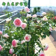 爬藤植物绿植盆栽花卉赛蔷薇花苗 欧月粉色龙沙宝石藤本月季花苗