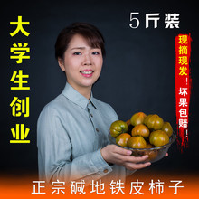 草莓柿子丹东东港5斤油柿子绿腚西红柿碱地盘锦大连番茄铁皮柿子