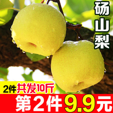 批发新鲜整箱砀山酥梨贡梨雪梨 包邮 砀山梨5斤现摘梨子当季水果
