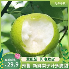 预售 包邮 6月25号起发货 5斤新鲜当季整箱批发皇冠梨青梨翠冠梨