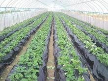 地膜 PE透明膜加厚农用 保温白地膜 除草保湿 塑料薄膜 除草黑地膜