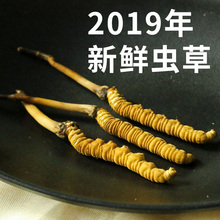 0.5克1根野生虫草10根装 鲜虫草西藏那曲 新鲜冬虫夏草青海玉树正品