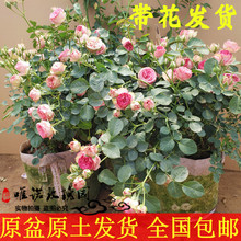 盆栽欧洲月季花苗红色粉色龙沙宝石蔷薇花苗爬藤花卉庭院四季植物