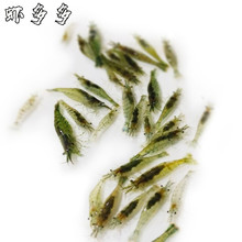 黑壳虾鱼缸水族箱水草缸杂质清洁除藻工具淡水观赏虾宠物活体饲料