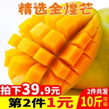 包邮 广西当季金煌芒果大整带箱5斤批新鲜应季热带水果10青甜心芒