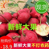 山楂果新鲜山楂果农家水果甜酸大山楂果大金星山里红糖葫芦5斤