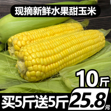 买5斤送5斤新鲜水果玉米 带箱10斤现摘现发即食生吃甜玉米棒包谷