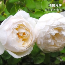 白色龙沙宝石裸根苗入门 玫瑰 法国玫昂藤本月季