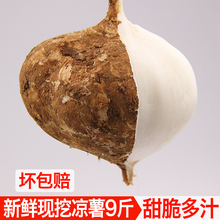 云南凉薯新鲜现挖地瓜农家9斤白土瓜白地瓜地萝卜时令水果蔬菜