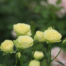 欧月丰花抗病盆栽花卉扦插花苗 奶油龙沙 奶油伊甸园 尚月园艺