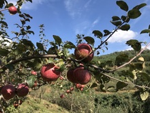 云南富民百花山庄苹果非云南昭通丑苹果冰糖心团结乡孕妇新鲜水果