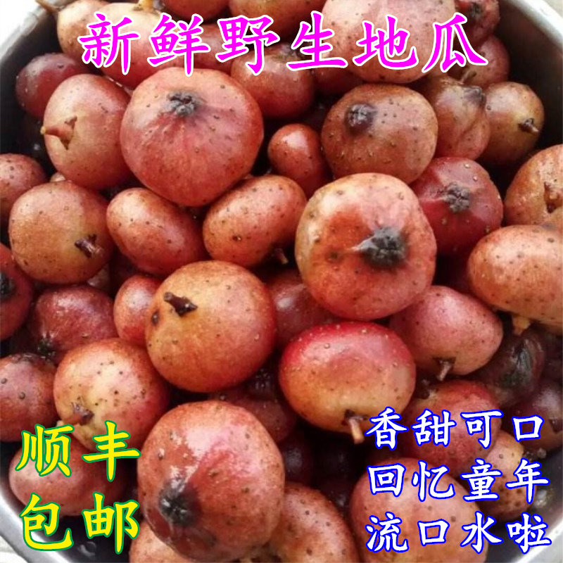 地果图片大全,果本图片大全,多呢果图片大全_大山谷图库