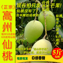 现发小台农芒果5 包邮 6月底发茂名高州酸桃仙桃新鲜水果 5斤装