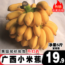包邮 广西小米蕉新鲜水果苹果粉蕉芭蕉带箱非10海南帝王蕉5斤 香蕉