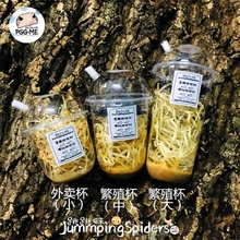 九龙虫 跳虫 葡萄蜜虫 不会飞果蝇 樱桃蟑螂 残翅果蝇杯 跳跳蛛