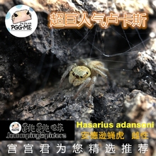 萌蛛三宝 入门 JummpingSpiders 安德逊 褐斑条 双带扁 跳跳蛛