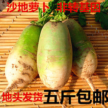 2018现挖农家自种新鲜白萝卜青萝卜水果萝卜蔬菜水果5斤低价包邮