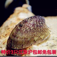 淡水螺 汽水螺 活体baoyuluo 清洁螺 笠螺 除藻螺 清缸螺 鲍鱼螺