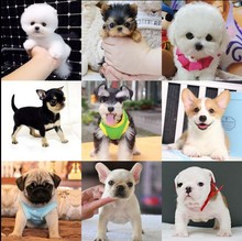纯种柴犬柯基巴哥犬幼犬吉娃娃犬边境牧羊犬比格雪纳瑞犬幼犬活体