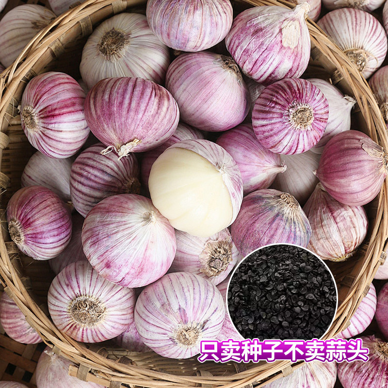 【活动价】独头蒜种子紫皮高品质适合秋冬种植蔬菜盆栽快速发芽四季小红种籽
