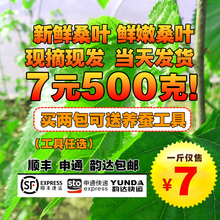 包邮 新鲜桑叶桑树基地现摘嫩叶叶大果苗长桑叶小蚕叶蚕宝宝食物