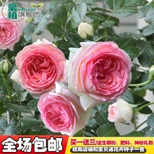 月季花苗藤本爬藤玫瑰室内花卉盆栽蔷薇观花植物 粉龙沙宝石