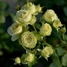 月季玫瑰花苗庭院阳台盆栽花卉 钱家花圆奶油龙沙