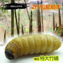 四川鲜活竹蛹速冻大竹虫笋蛆竹蛆广宁人参竹蜂幼虫老木精选大个