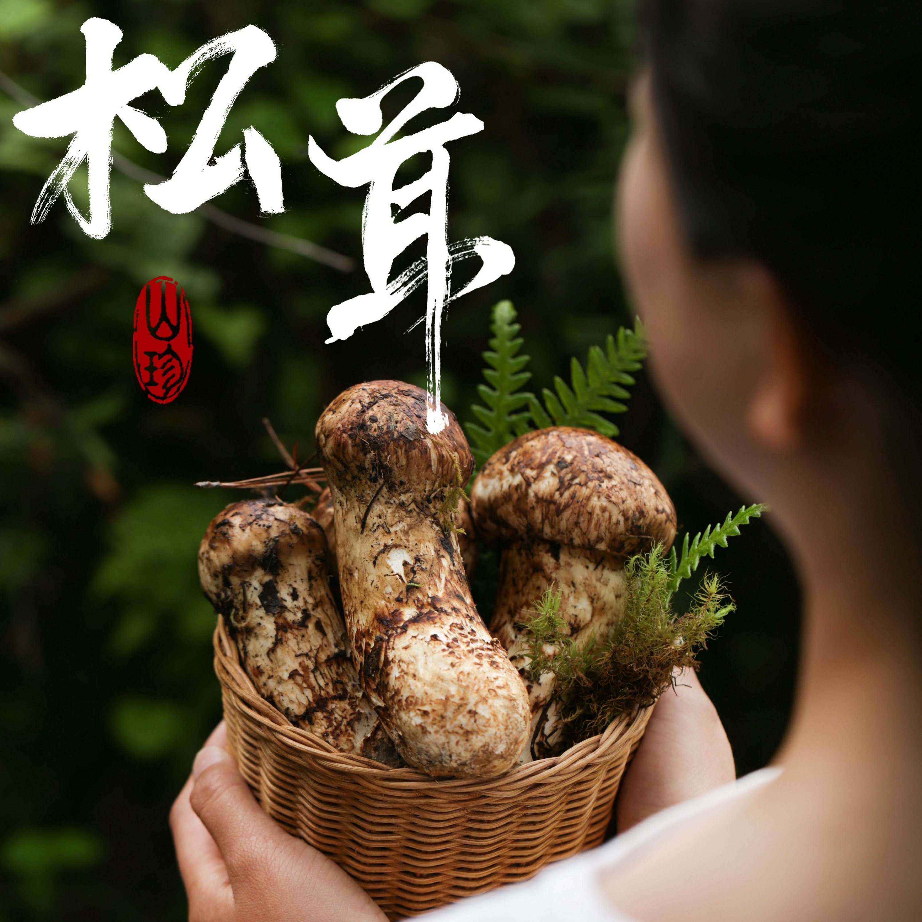 松茸菌,冬茸,新鲜(第7页)_大山谷图库