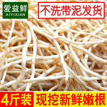 包邮 农家直供现挖鱼腥草新鲜折耳根野生凉拌湖北四川贵州特产4斤