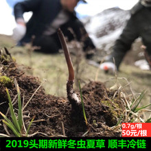 根正品 2019新鲜冬虫夏草玉树头期虫草现挖冬虫夏草0.7克 西藏那曲