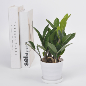 盆栽金钱树绿植带盆盆景