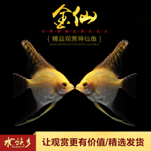 热带观赏钻石鳞金神仙燕鱼水草缸活体宠物金头神仙 金仙 水族乡