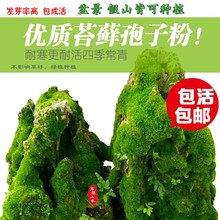 青苔 包邮 鲜活假山上水石盆景草四季鲜活 青台草 野生青苔孢子粉