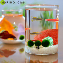 幸福海藻球微景观礼物 创意礼物DIY 日本正品 幸福球藻 MARIMO