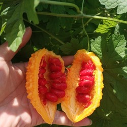 赖葡萄种子小金癞瓜籽小赖瓜金玲子阳台庭院盆栽四季种易活红娘子