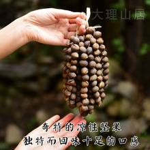 独特甘香凉性坚果 果实 植物界 苦香果 大熊猫茶果樟 大理山居
