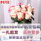 全国红黄蓝粉玫瑰 包邮 昆明鲜花速递基地直发玫瑰一扎直发 阅花